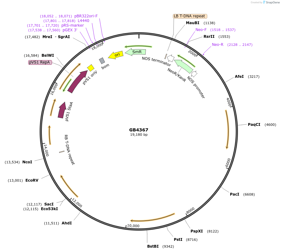 187817-plasmid-map-sequence-id-377725