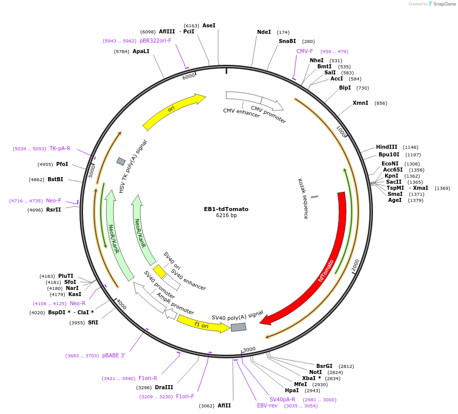 50825-plasmid-map-sequence-id-377726