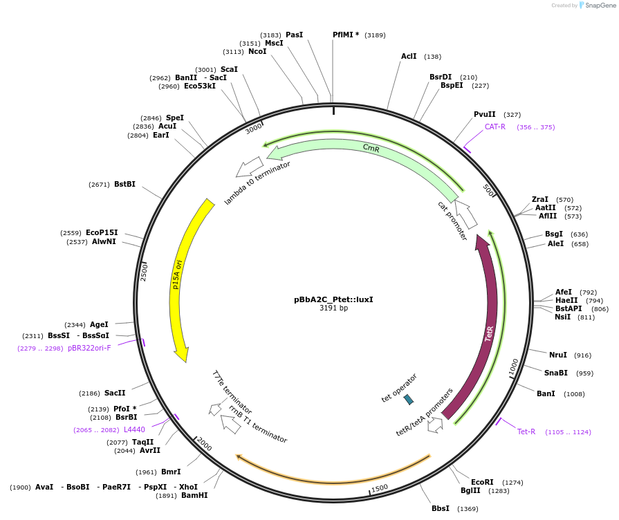 189574-plasmid-map-sequence-id-377786
