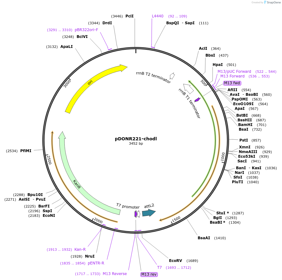192738-plasmid-map-sequence-id-377797
