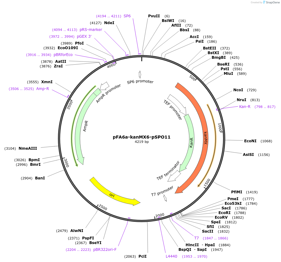 191767-plasmid-map-sequence-id-377867