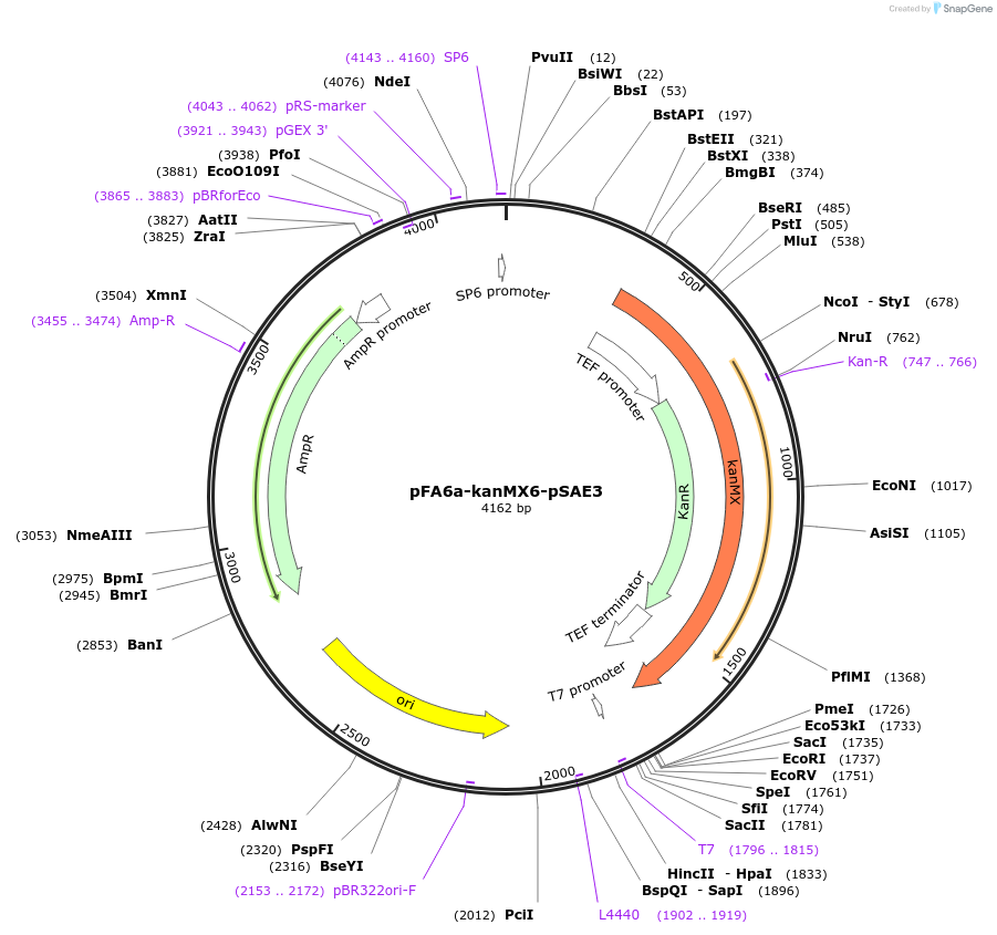 191787-plasmid-map-sequence-id-377871