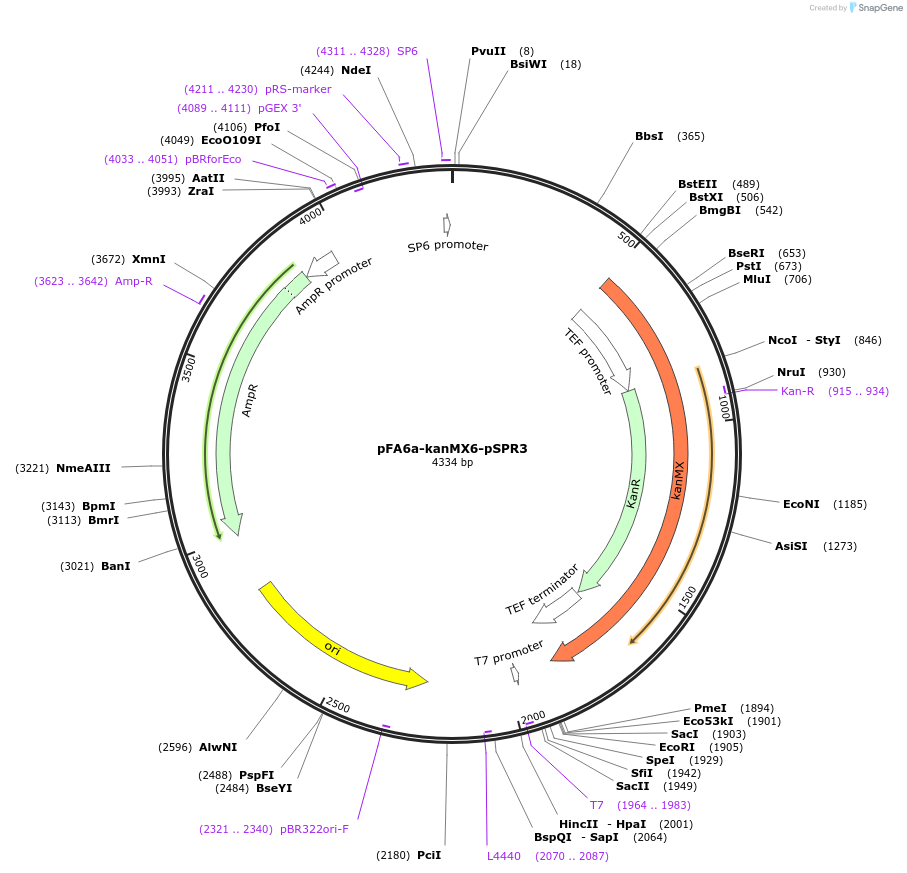 191788-plasmid-map-sequence-id-377872