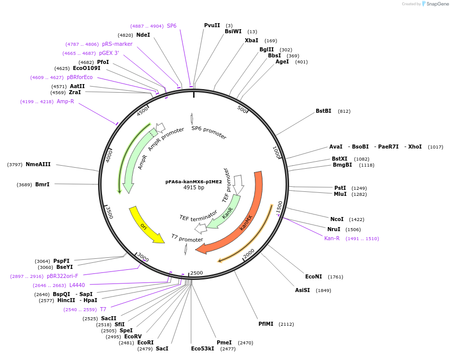 191789-plasmid-map-sequence-id-377873