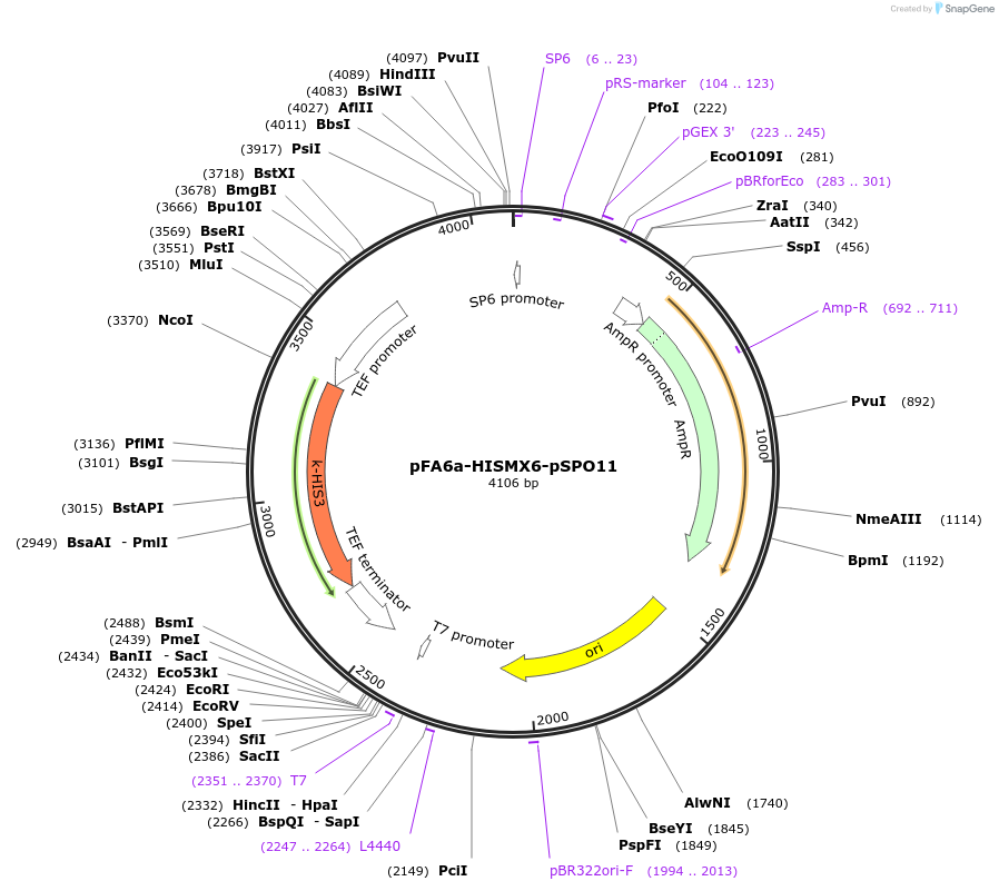 191790-plasmid-map-sequence-id-377874