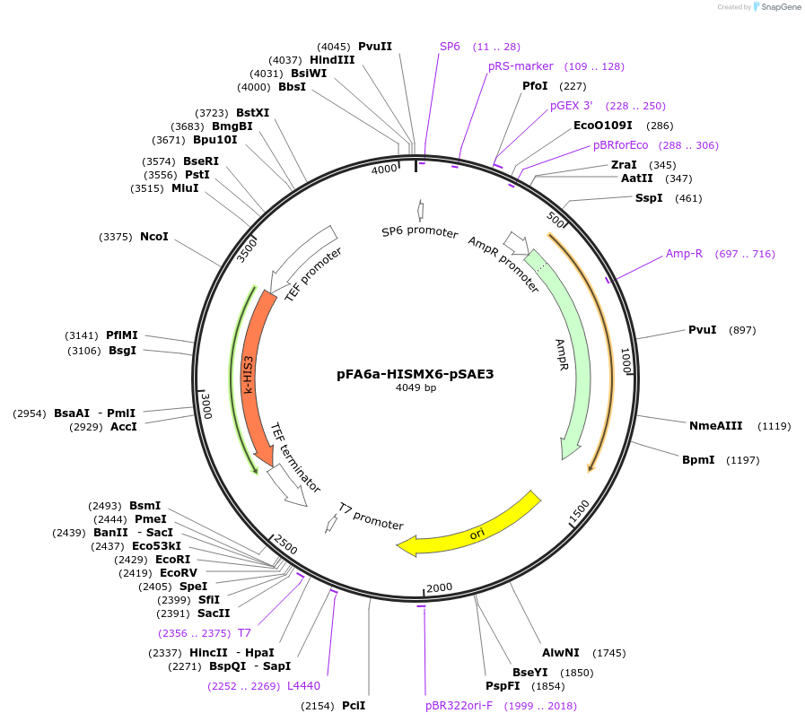 191791-plasmid-map-sequence-id-377875
