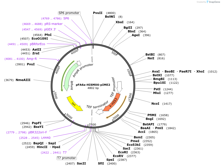 191793-plasmid-map-sequence-id-377877