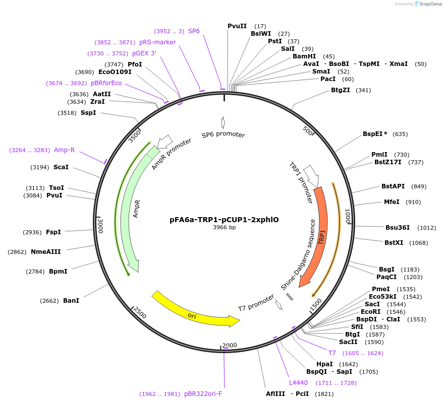 191794-plasmid-map-sequence-id-377878