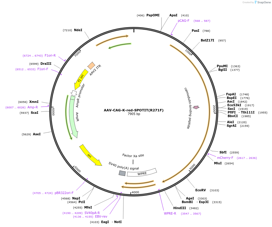 191494-plasmid-map-sequence-id-377895
