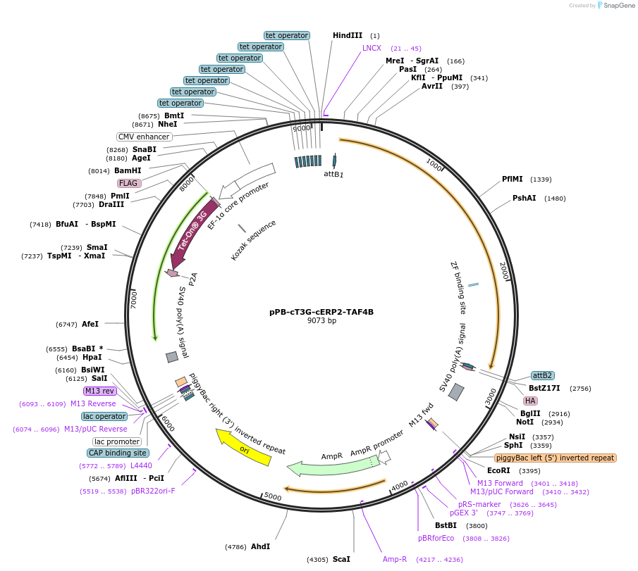 192927-plasmid-map-sequence-id-377906