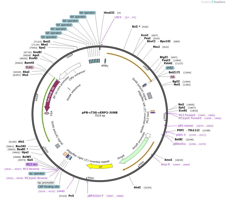 192907-plasmid-map-sequence-id-377907