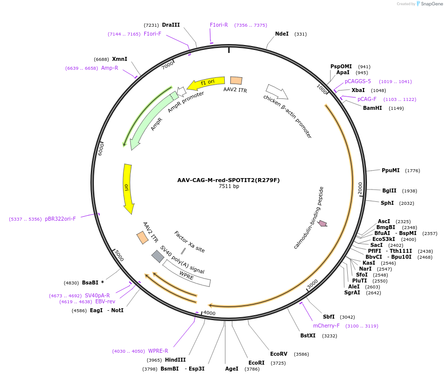 191495-plasmid-map-sequence-id-377935