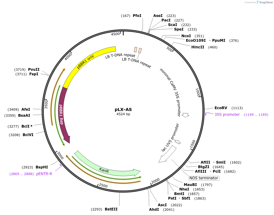 188870-plasmid-map-sequence-id-377941