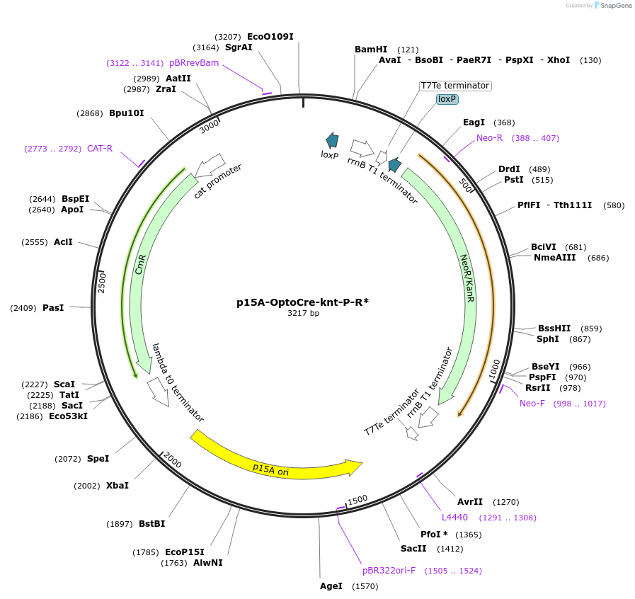 189852-plasmid-map-sequence-id-377947