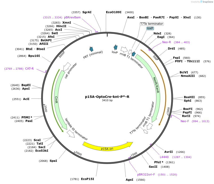 189850-plasmid-map-sequence-id-377953