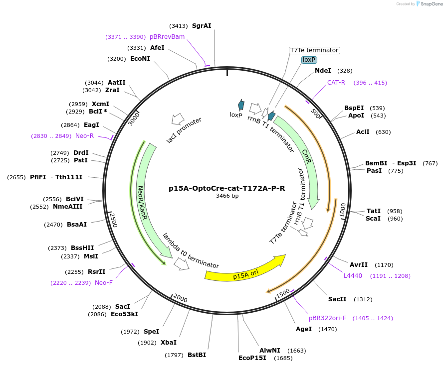 189854-plasmid-map-sequence-id-377954