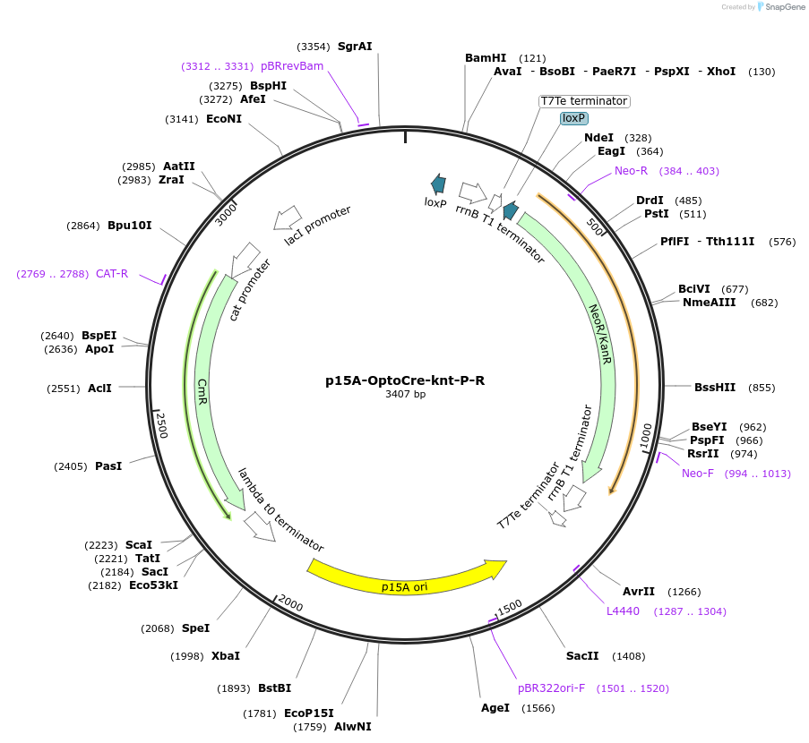 189849-plasmid-map-sequence-id-377955