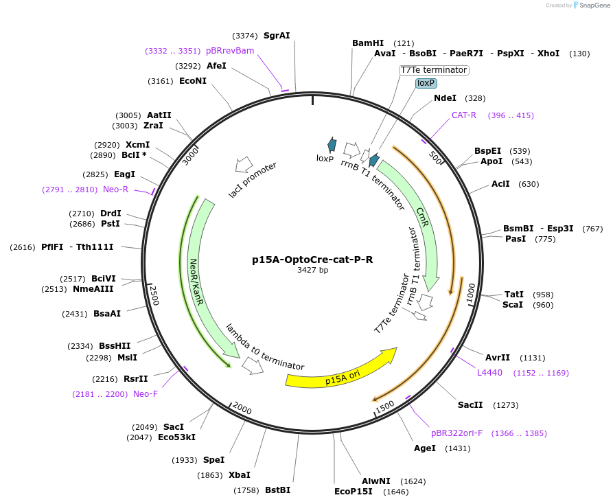 189853-plasmid-map-sequence-id-377956