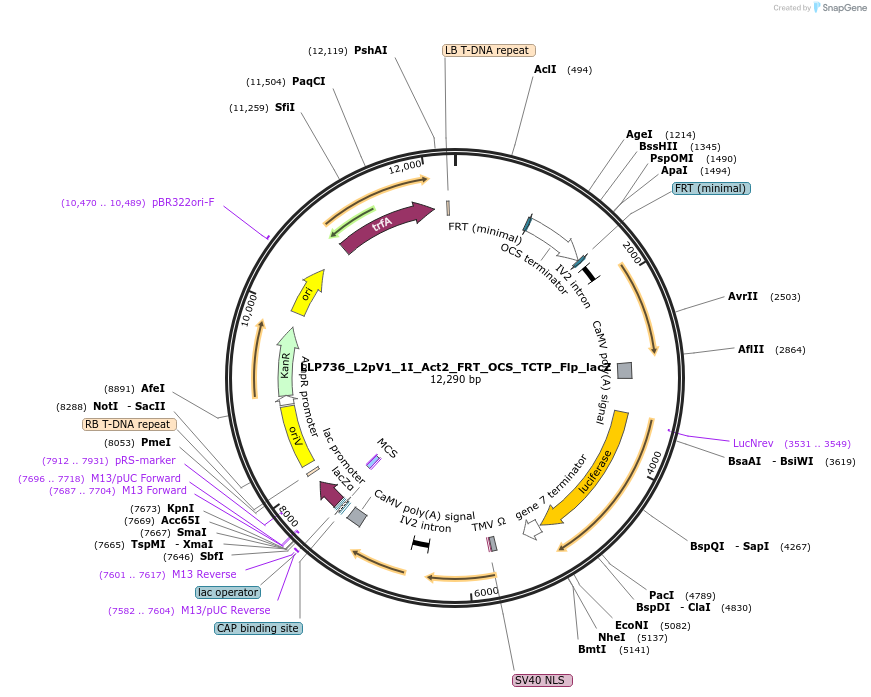 192379-plasmid-map-sequence-id-377962
