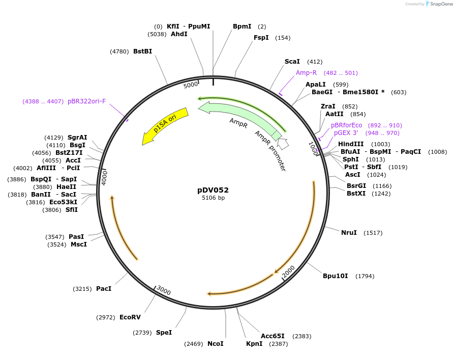 191825-plasmid-map-sequence-id-377967