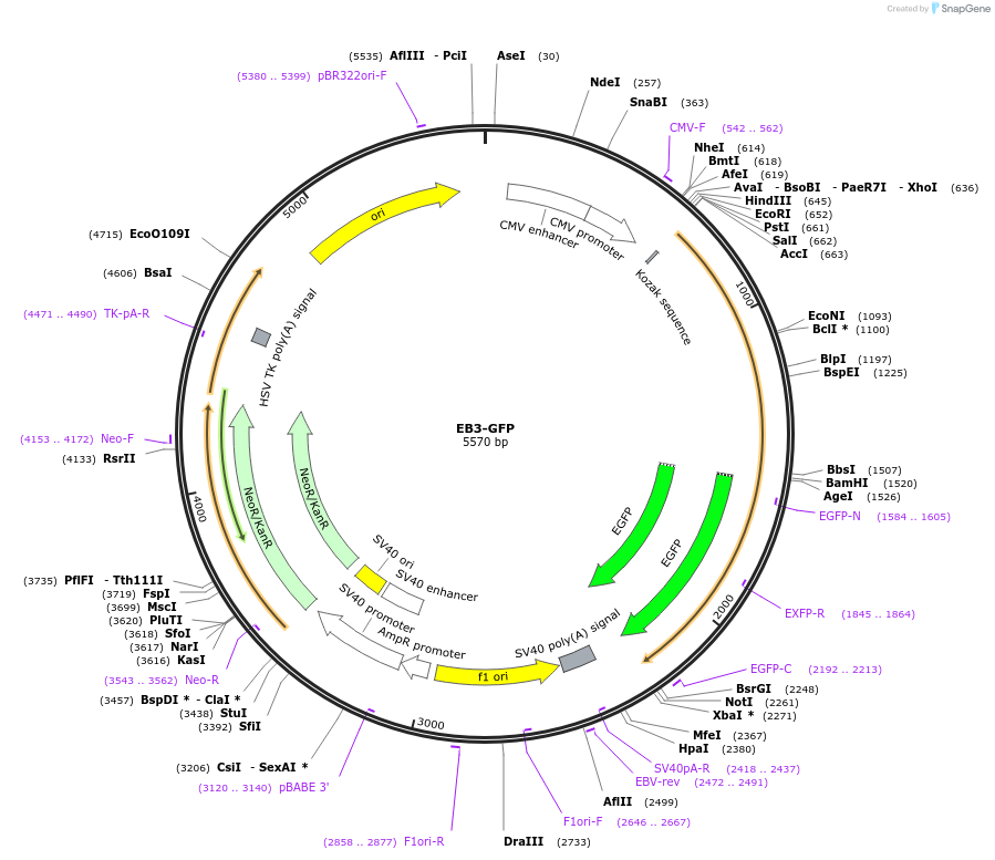 190164-plasmid-map-sequence-id-377974