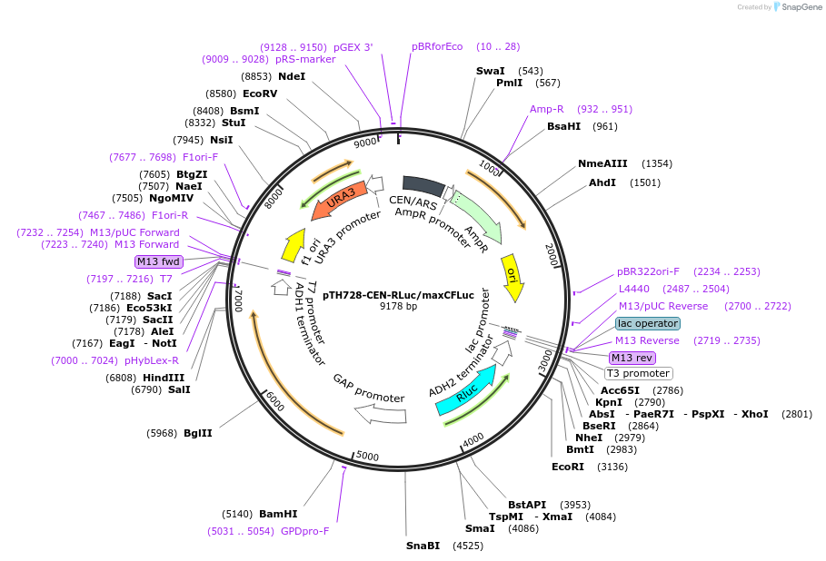 38212-plasmid-map-sequence-id-377984