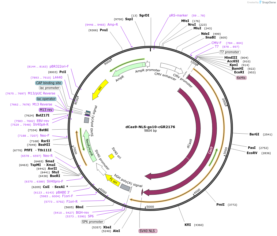 188258-plasmid-map-sequence-id-377988
