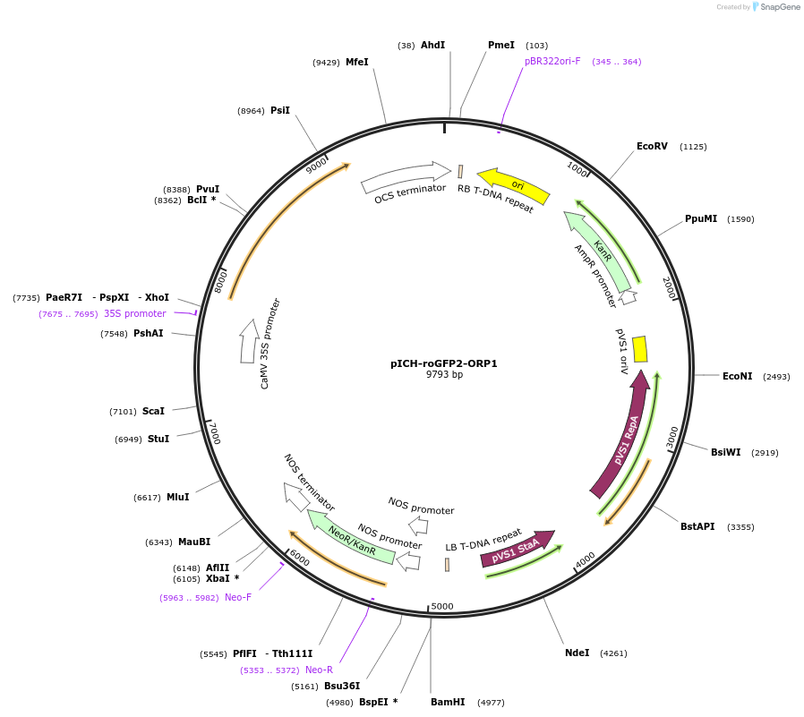 191677-plasmid-map-sequence-id-377990