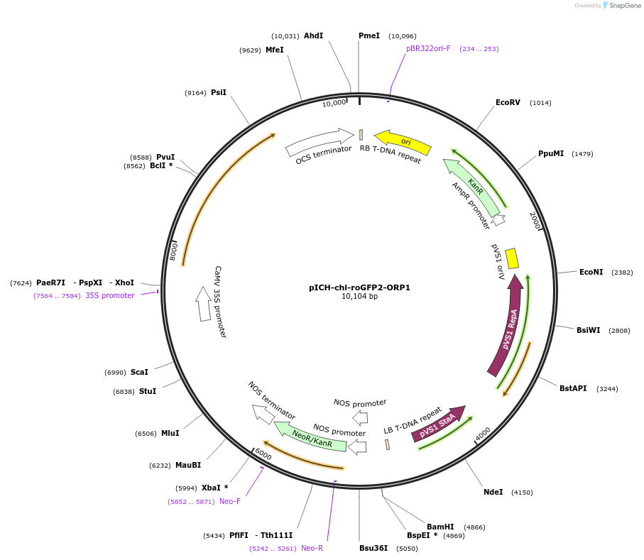 191699-plasmid-map-sequence-id-377996