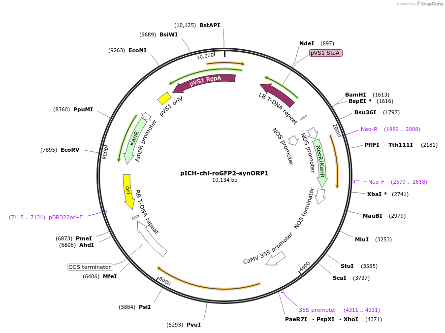 191701-plasmid-map-sequence-id-377999