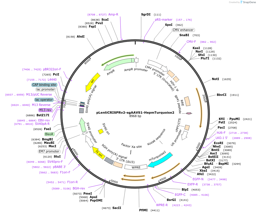 192828-plasmid-map-sequence-id-378004
