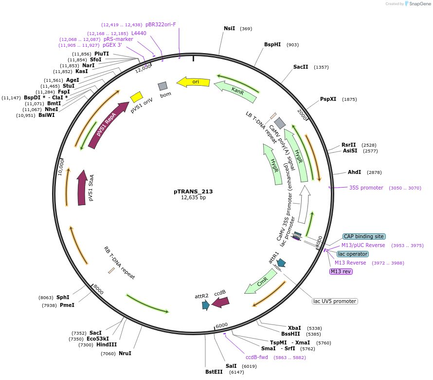 91112-plasmid-map-sequence-id-378010
