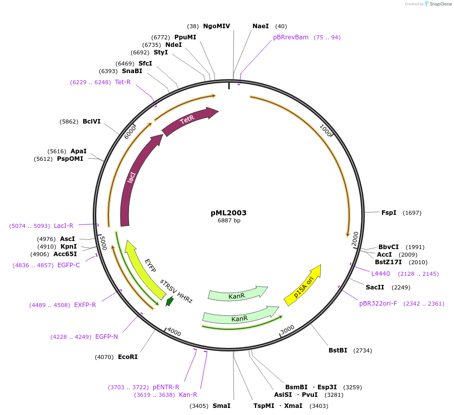 193255-plasmid-map-sequence-id-378047