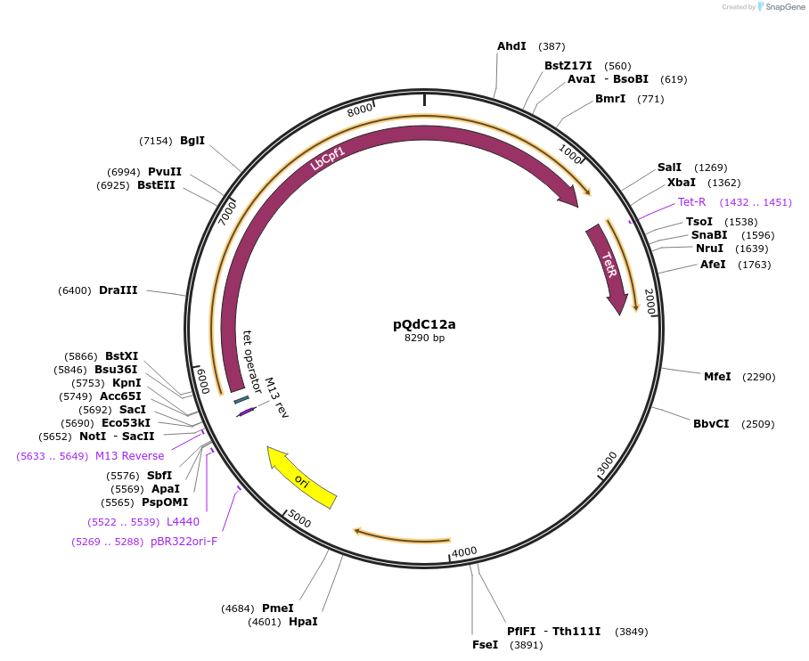 191356-plasmid-map-sequence-id-378049