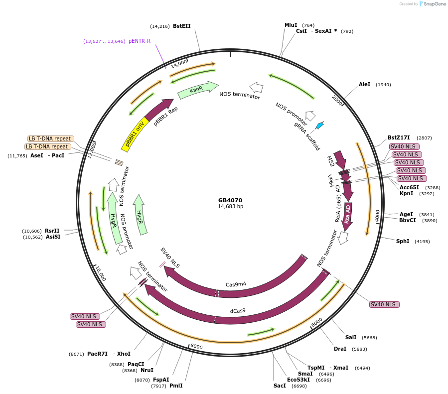 187811-plasmid-map-sequence-id-378054