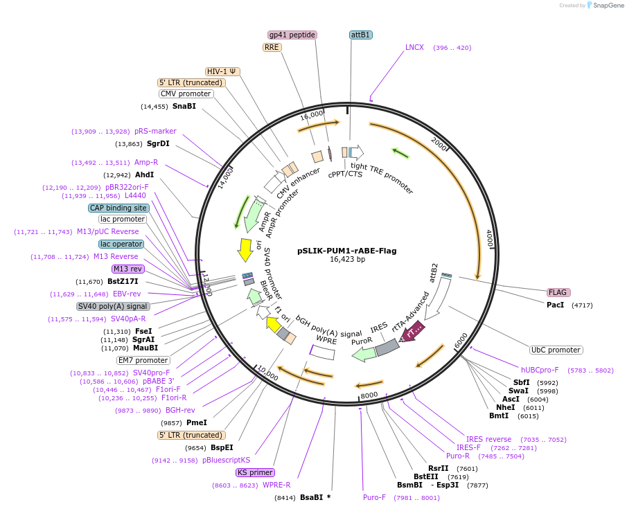 191385-plasmid-map-sequence-id-378067
