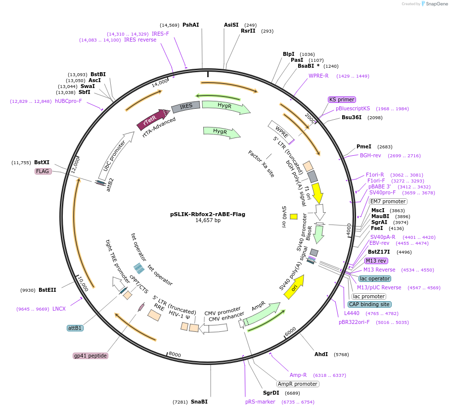 191384-plasmid-map-sequence-id-378087