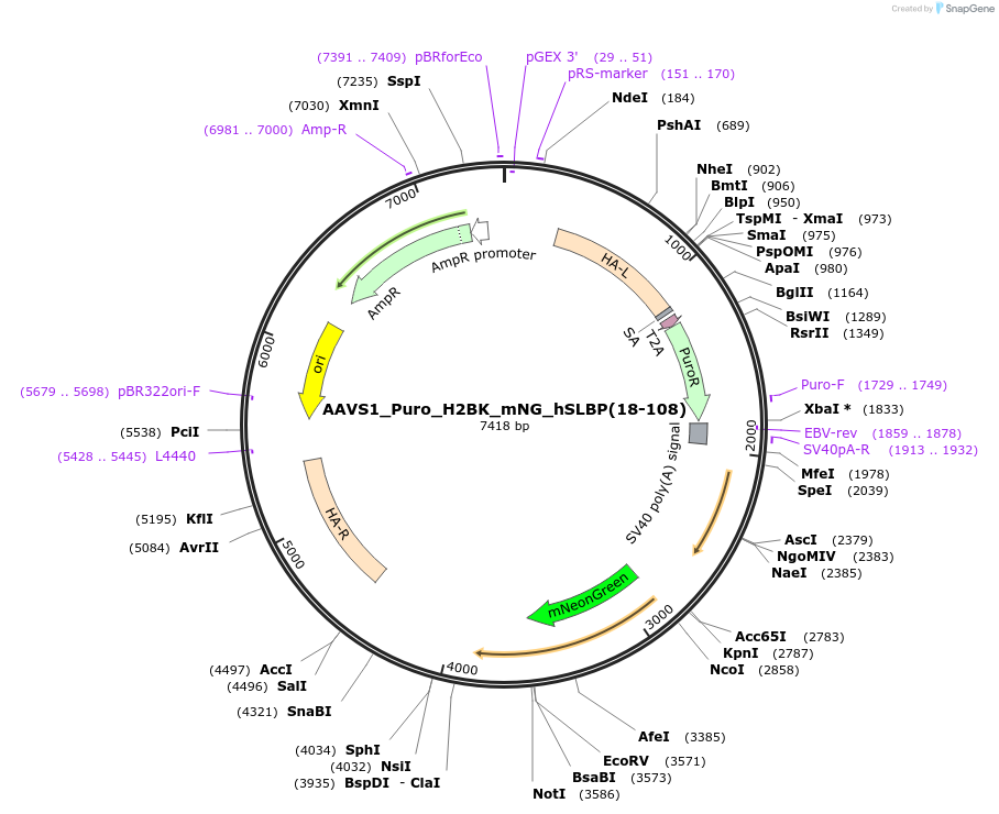 191529-plasmid-map-sequence-id-378106
