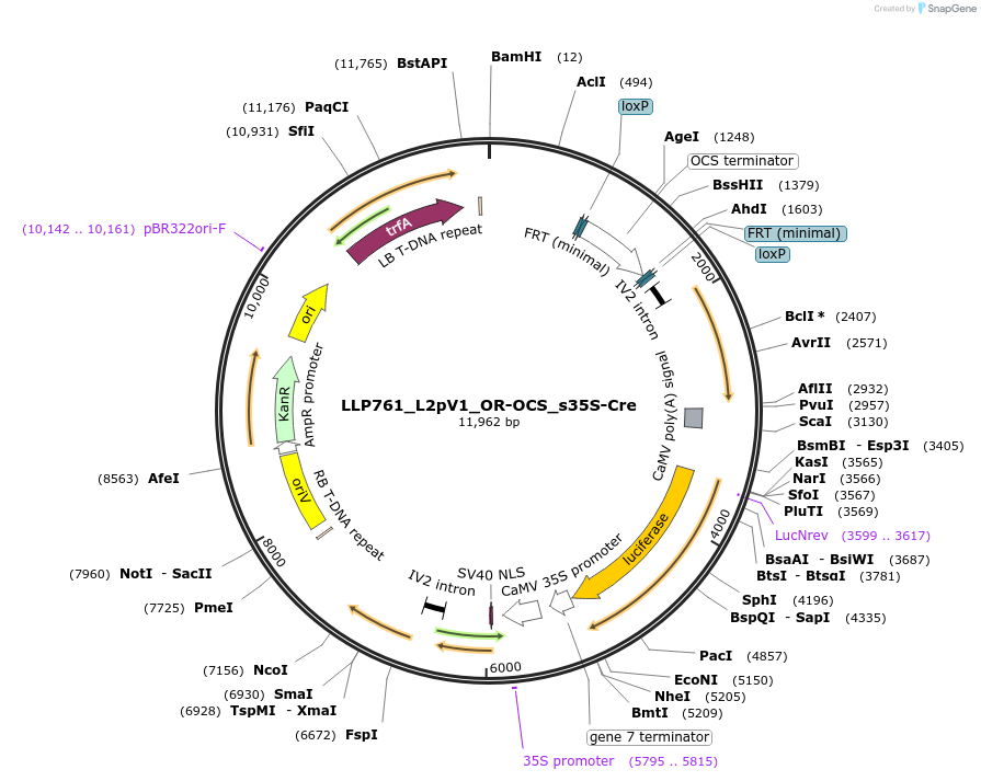 192420-plasmid-map-sequence-id-378108