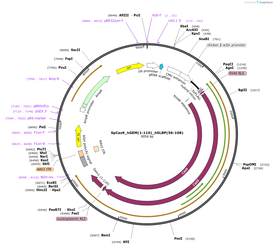 191388-plasmid-map-sequence-id-378110