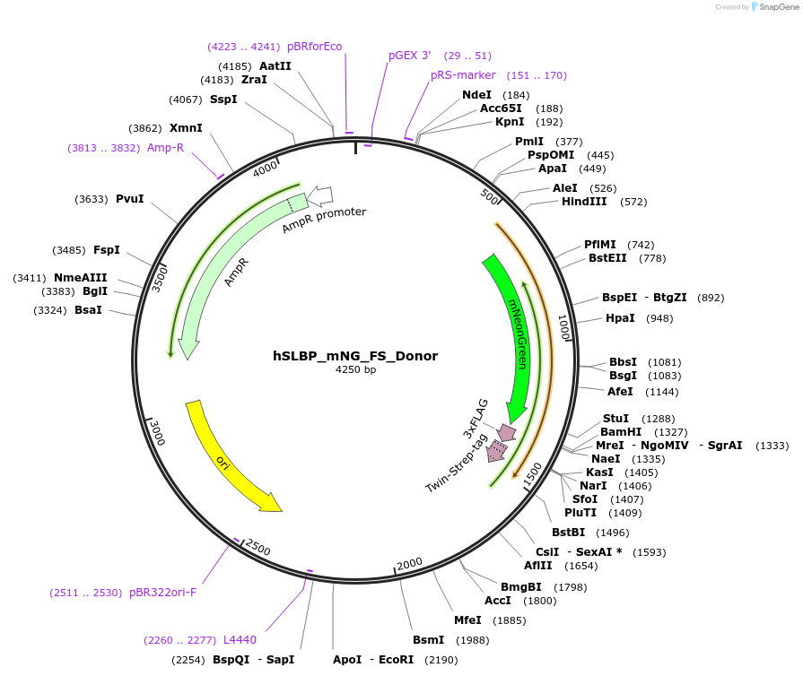 191387-plasmid-map-sequence-id-378113