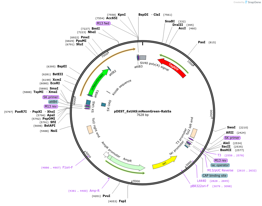 192355-plasmid-map-sequence-id-378124