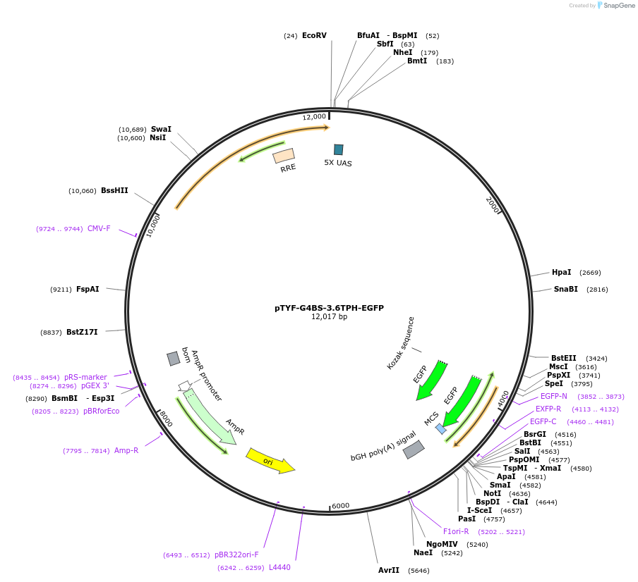 32570-plasmid-map-sequence-id-37824
