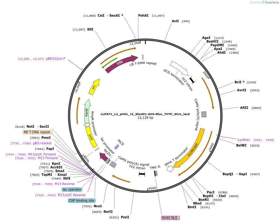192423-plasmid-map-sequence-id-378298