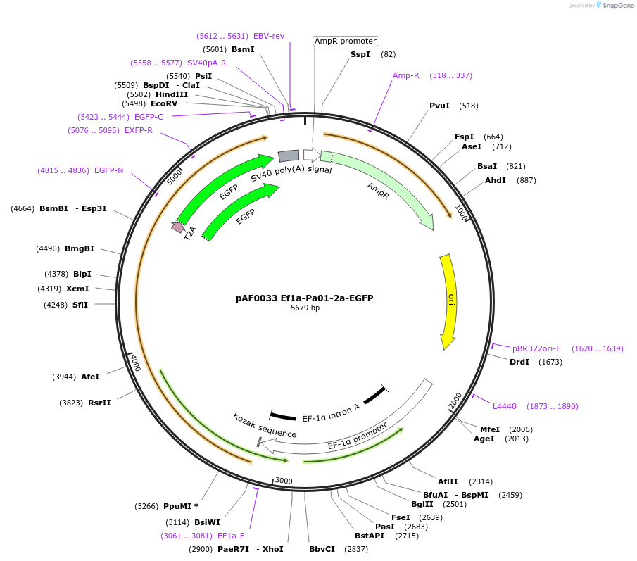 193460-plasmid-map-sequence-id-378306