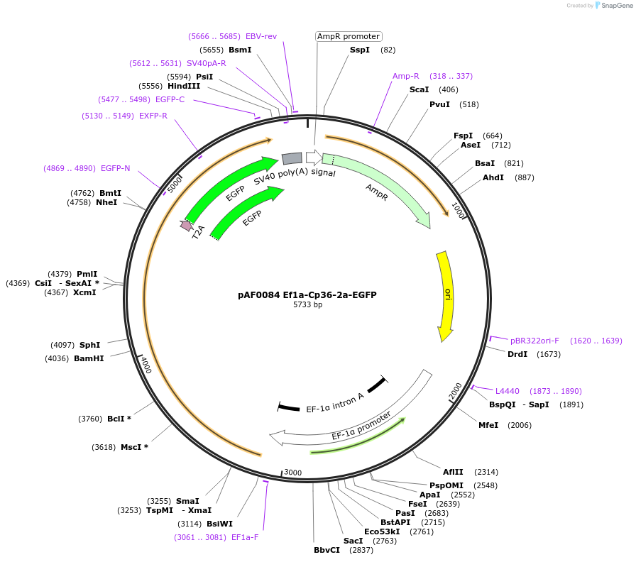 193462-plasmid-map-sequence-id-378310