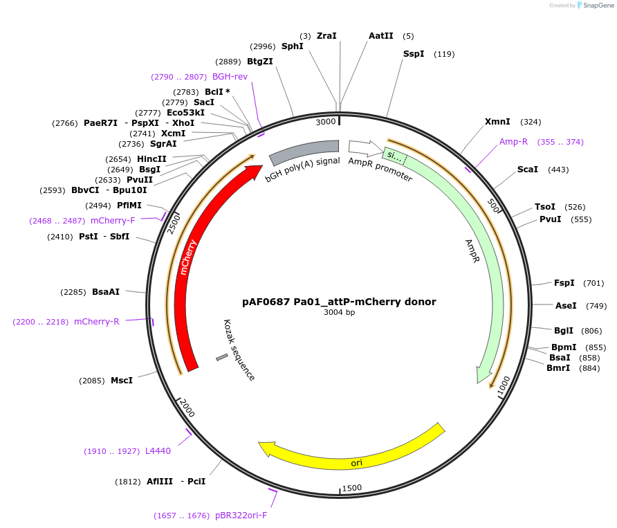 193466-plasmid-map-sequence-id-378314