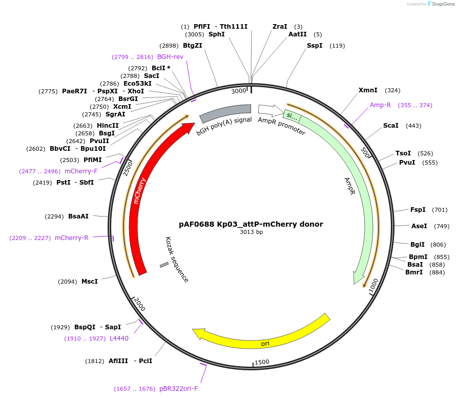193467-plasmid-map-sequence-id-378315