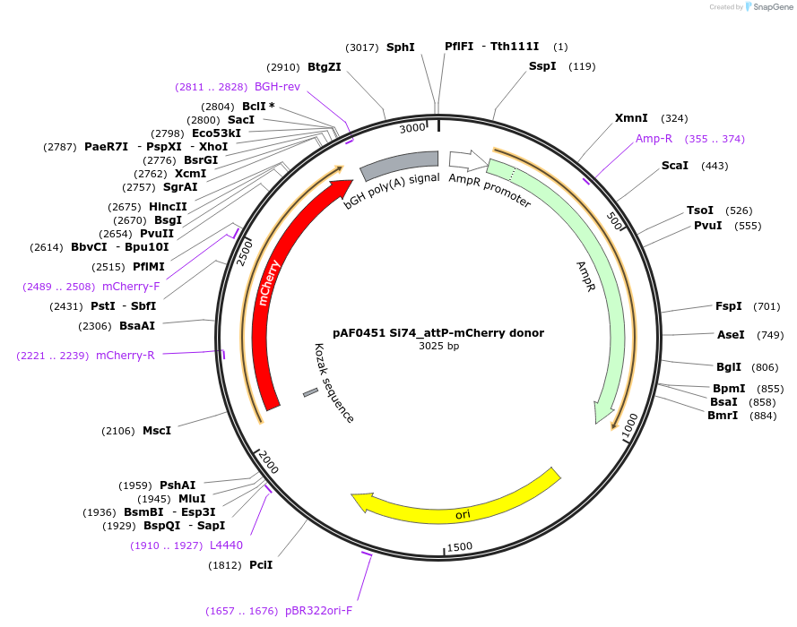 193470-plasmid-map-sequence-id-378318