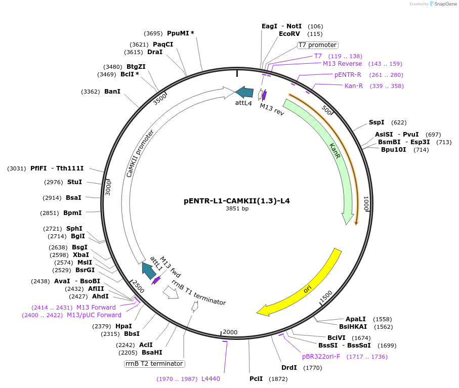 32577-plasmid-map-sequence-id-37834